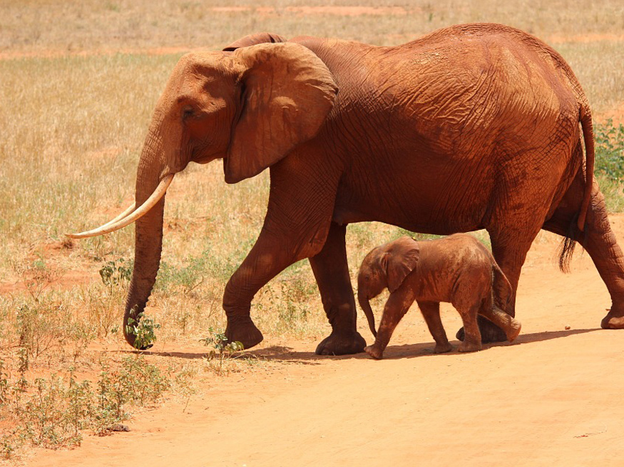 elephants